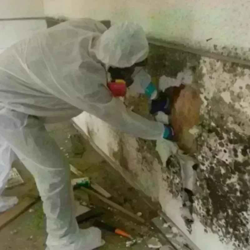 Mold Remediation and Removal in Amherst Center, MA